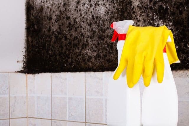 Cleaning supplies, including a spray bottle and yellow gloves, sit on a tiled surface in front of a wall covered in black mold, indicating a cleaning task.
