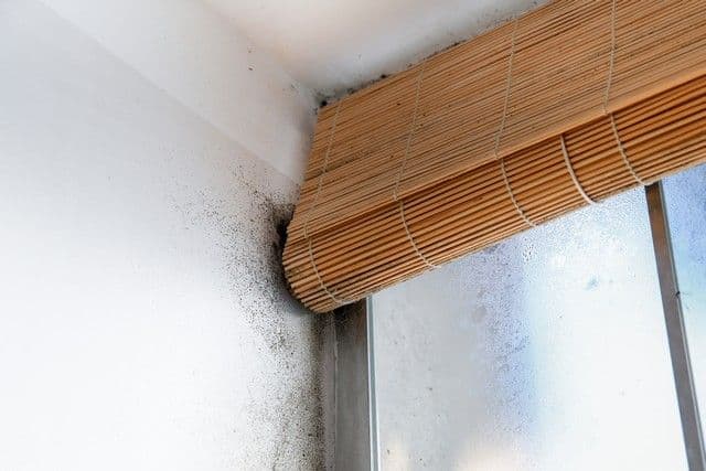 Mold grows in the corner of a white wall near a frosted window, with a wooden blind partially covering the glass, creating a neglected appearance.