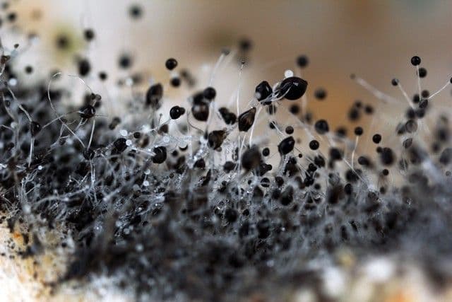 Got Questions About Black Mold? We Have Answers!
