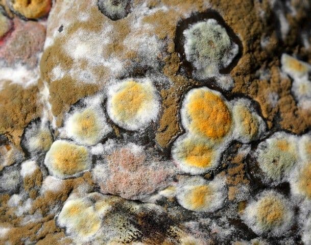 Close-up of colorful mold patches in shades of orange, yellow, and green on a textured surface. The atmosphere conveys decay and natural growth.