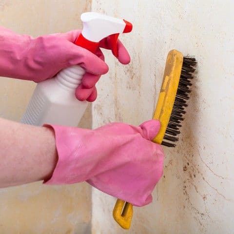 If You Find Mold In Your Home or Business, DO NOT Remove It!