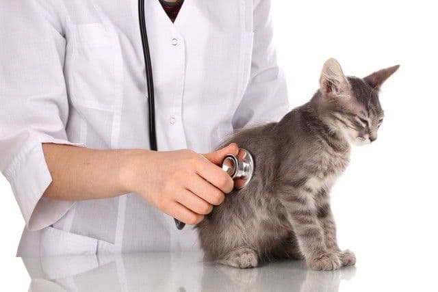 Why Do Pets Get Sick From Mold?