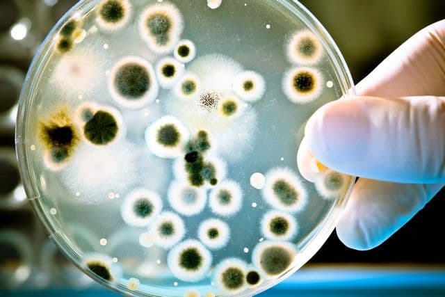 Gloved hand holds a petri dish containing various colorful mold colonies, showcasing diverse textures and patterns. Laboratory setting, scientific study.