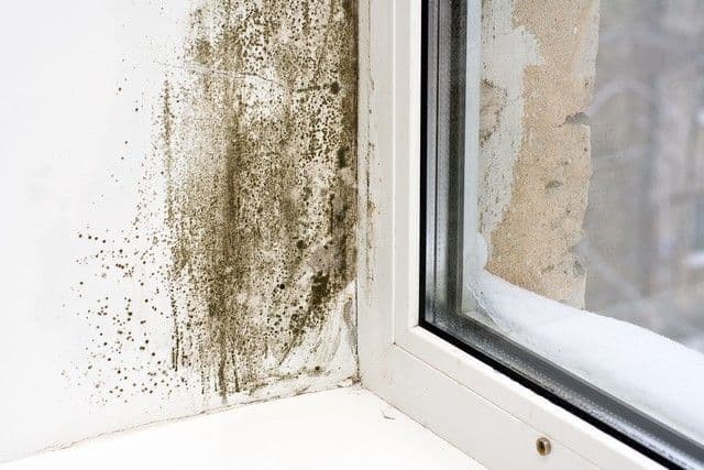 Mold on a white wall near a window, showing severe black spots and streaks. The window reveals snowy outdoor scenery, creating a cold contrast.
