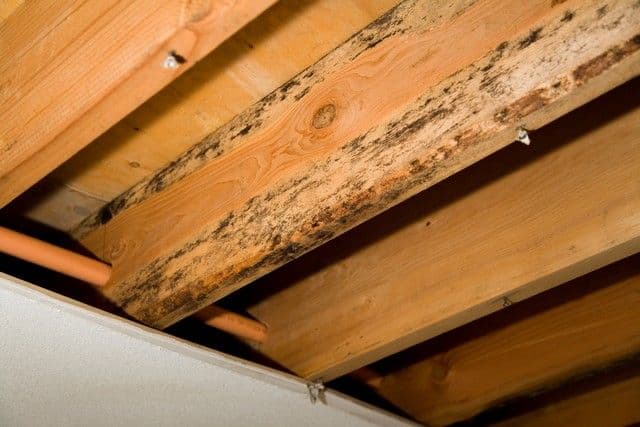 Mold Fact 4: Mold Loves Moisture!