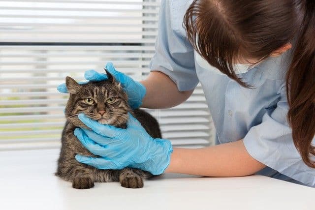A veterinarian in blue gloves examines a calm tabby cat on a white table. The setting is a bright clinic with blinds, conveying a professional and gentle atmosphere.