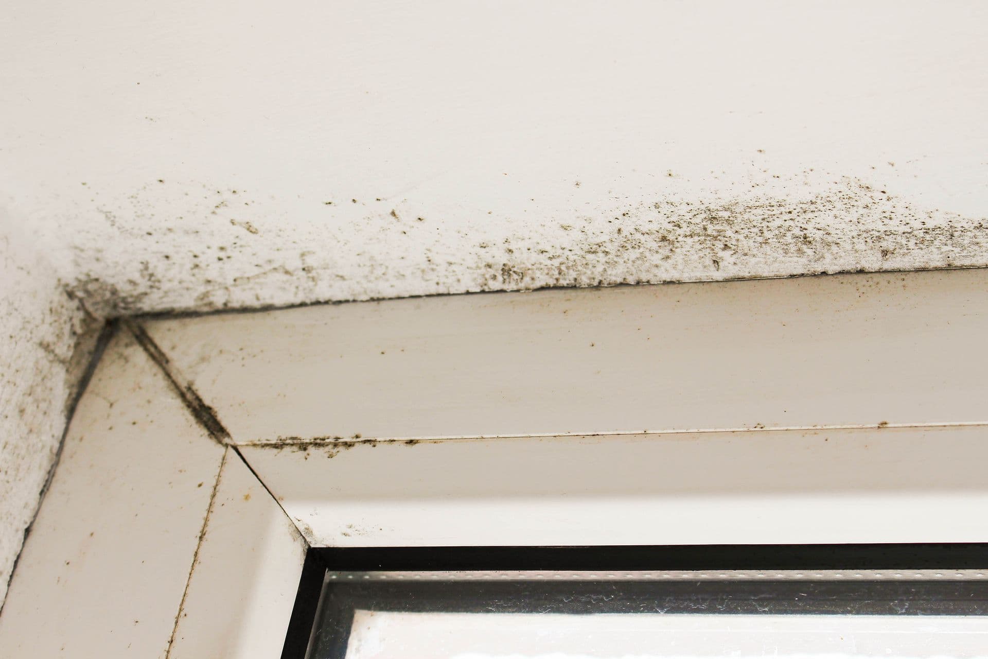 Mold growing near a window in the house