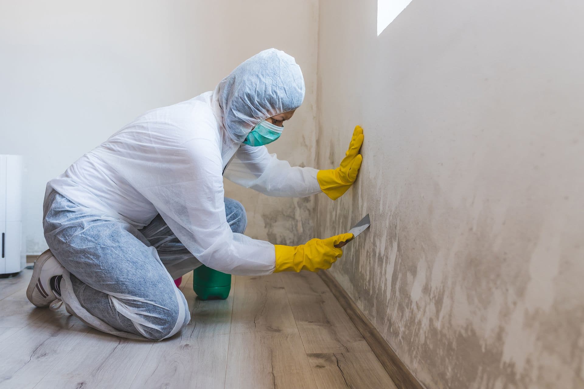 Mold Remediation & Removal