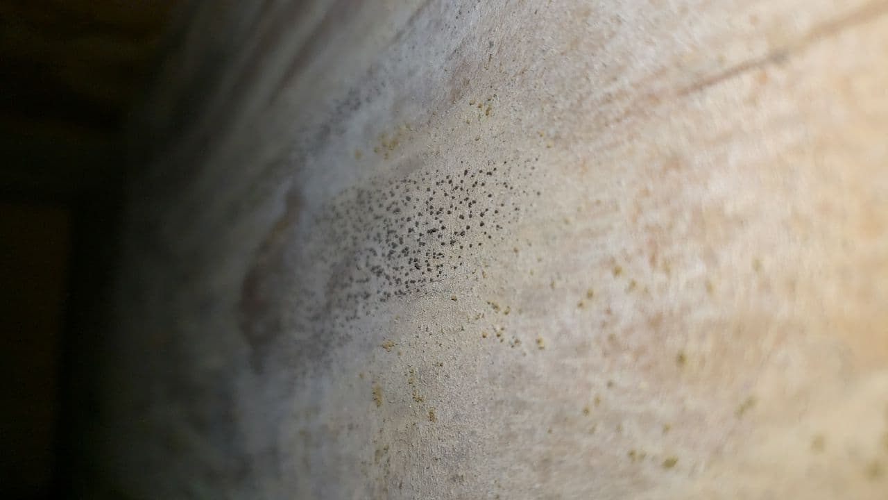 Mold Removal Services In Atlanta You Can Count On NuTech