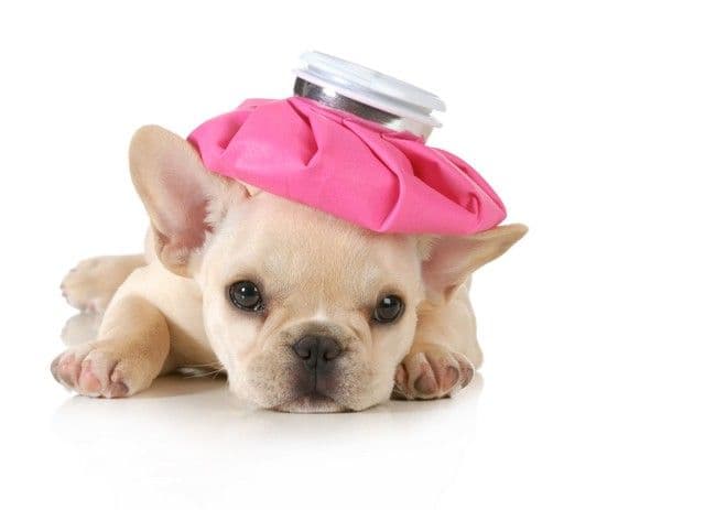 A small French Bulldog puppy lies down, looking tired, with a pink ice pack on its head. The scene is light-hearted and conveys a sense of gentle humor.