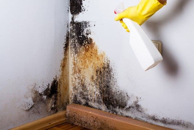 A gloved hand sprays cleaner on a wall corner heavily stained with black mold, conveying a sense of urgency and cleanliness in addressing household issues.