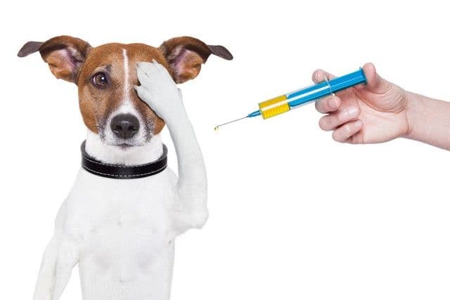 A brown and white dog covers its eyes with one paw, looking anxious, as a hand holding a large, colorful syringe approaches. The background is white.
